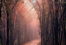 竞技宝官网：湖人官宣一签一裁：古德温转正获季后赛资格 东皇领衔15+2阵容冲冠.